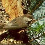 Boreal Chickadee